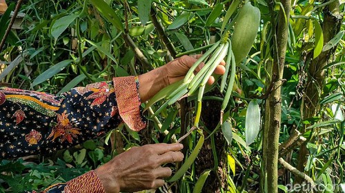 Kampung Vanili Kulon Progo