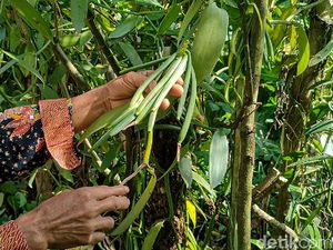 Kampung di Kulon Progo yang Miliki Tambang Emas Hijau