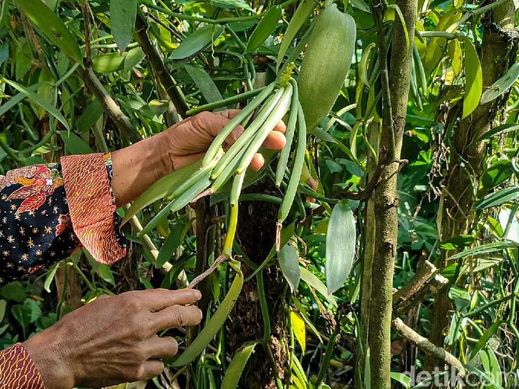 Kampung di Kulon Progo yang Miliki Tambang Emas Hijau