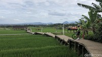 Hamparan sawah dibelah dengan jalan kayu sehingga nyaman bagi pengunjung. Suasana sejuk Bogor sangat terasa di tempat ini.