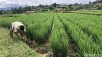 Mager dan Leyeh-leyeh di Hamparan Sawah Mulyaharja Bogor