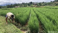 Petani membersihkan rumput liar di pematang sawah. Sebagai tanaman organik, petani menggunakan pupuk kandang untuk menyuburkan tanaman padi.