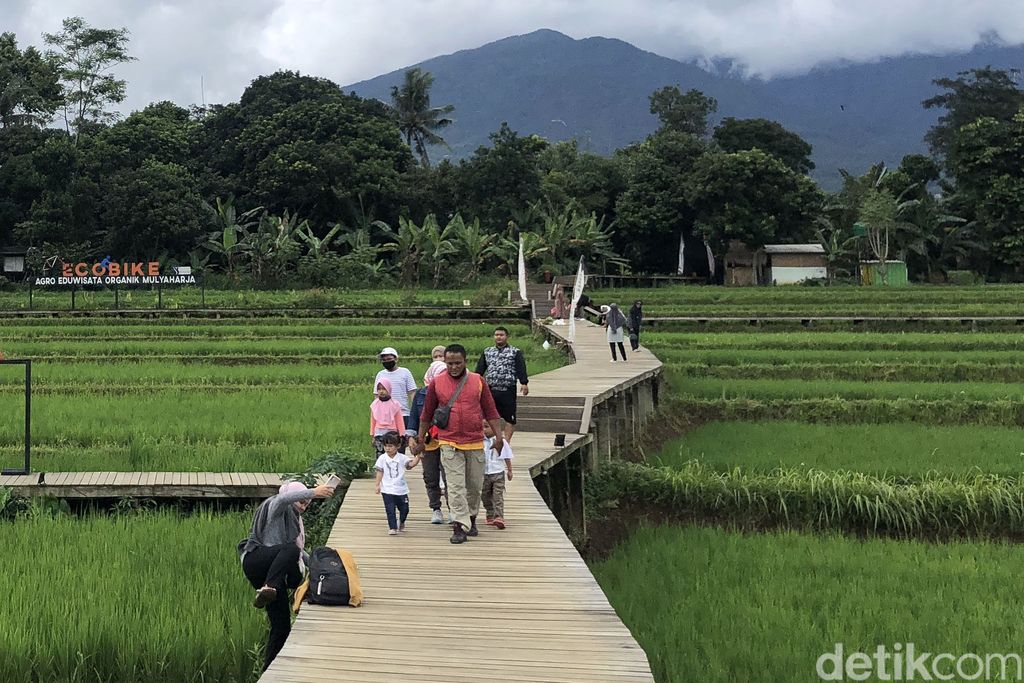 Para wisatawan menikmati hamparan sawah hijau di EduWisata, Mulyaharja, Kota Bogor. Anginnya yang sejuk enak buat leyeh-leyeh dan bikin males gerak (mager).