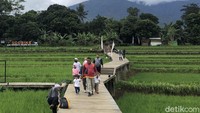 AEWO Mulyaharja terdiri atas 23 hektar sawah padi organik. Namun hingga saat ini, masih 5 hektare yang sudah dilengkapi dengan fasilitas wisata.