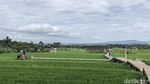 Mager dan Leyeh-leyeh di Hamparan Sawah Mulyaharja Bogor
