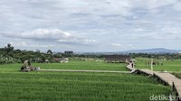 Edukasi pertanian organik merupakan keunggulan Kampung Tematik Mulyaharja dibandingkan desa lainnya.