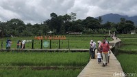 Para wisatawan lokal menikmati hamparan sawah organik di wisata edukasi Agro EduWisata (AEWO) Mulyaharja, Bogor, dua pekan lalu. Selain persawahan, pengunjung dapat menikmati area wisata edukasi seperti memberi makan ternak, dan melihat langsung proses bercocok tanam.
