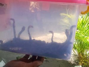 Ngeri! 33 Ular Kobra Bersarang di Kompleks SMPN Klaten