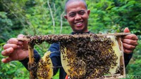 Petani madu Slamet Suryadi, menunjukkan sarang madu yang dihasilkan lebah madu (Apis Cerana) saat panen di Penangkaran Lebah Madu Takoma, Simalungun, Sumatera Utara, Minggu (12/12/2021).