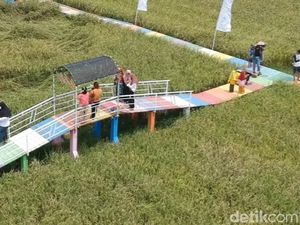 Asyiknya Nongkrong di Sawah Instagramable di Pemalang