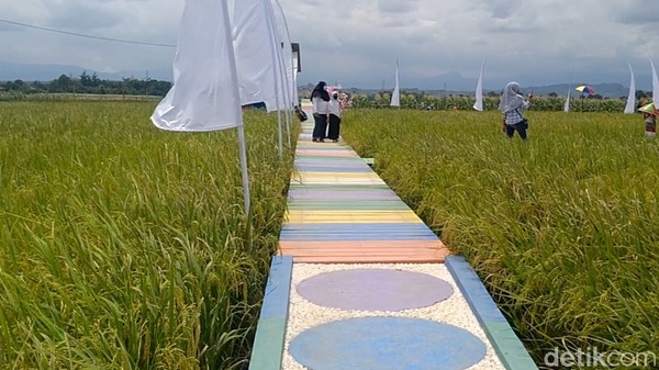 Jalan dengan kayu warna-warni ini akan mengantarkan pengunjung berkeliling menikmati pemandangan persawahan lepas. Di lokasi ini juga disediakan caping warna-warni yang akan menambah cantik saat berfoto. Foto: Robby Bernardi/detikcom Jalan dengan kayu warna-warni ini akan mengantarkan pengunjung berkeliling menikmati pemandangan persawahan lepas. Di lokasi ini juga disediakan caping warna-warni yang akan menambah cantik saat berfoto. Foto: Robby Bernardi/detikcom