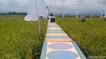 Viral Sawah di Pemalang, Diserbu Warga untuk Foto-foto