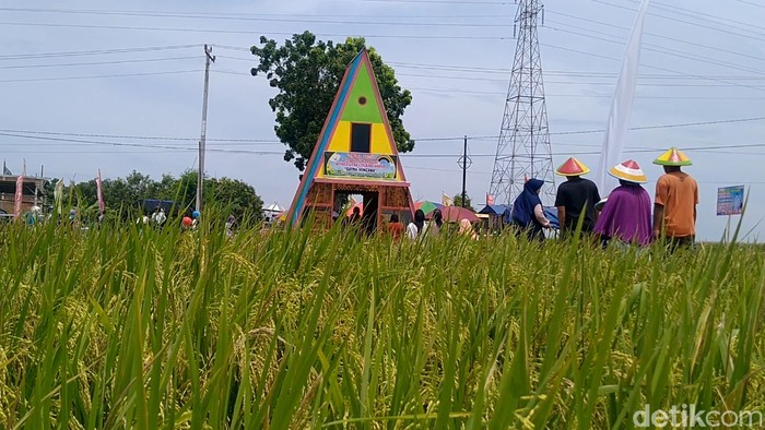 Asyiknya Nongkrong di Pematang Sawah yang Instagramable di Pemalang Asyiknya Nongkrong di Pematang Sawah yang Instagramable di Pemalang