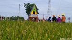 Viral Sawah di Pemalang, Diserbu Warga untuk Foto-foto