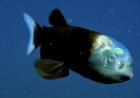 Barreley fish