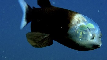 “Kendaraan remoter MBARI ini telah sukses menyelam sebanyak 5.600 kali dan merekam lebih dari 27.600 jam video, namun kami baru berpapasan dengan ikan ini sebanyak sembilan kali,” demikian deskripsi videonya. Foto: Mbari