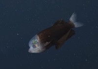 Barreley fish