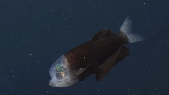 Ikan ini di bagian wajahnya tampak ada dua mata, akan tetapi sebenarnya, matanya berada di bagian atas kepalanya yang tembus pandang. Mata itu menyala kehijauan yang semakin mempertegas keunikannya. Foto: Mbari