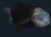 Barreley fish