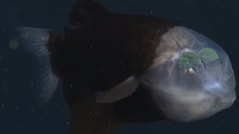 Mata barreley fish berada di posisi tersebut agar ia dapat leluasa melihat makanan yang berada di atas kepalanya, karena habitatnya berada di laut yang sangat dalam. Foto: Mbari