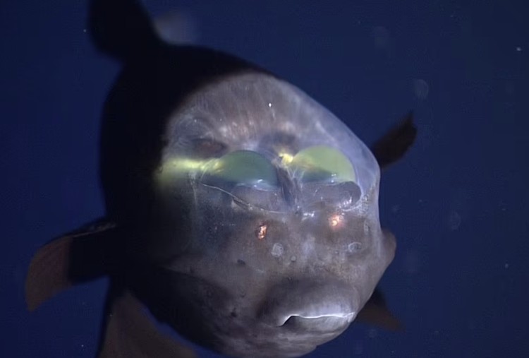 Barreley fish