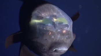 Ikan ini pertama kali terteteksi pada tahun 1939. Bagian kepalanya yang tembus pandang dan menyala itu kontras dengan tubuhnya yang berwarna gelap. Foto: Mbari