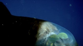 Menurut pakar evolusi, sang ikan mengembangkan penglihatan yang kuat untuk menyesuaikan diri dengan lingkungan hidupnya yang keras, di mana sinar Matahari pun tidak dapat menjangkau area itu. Foto: Mbari