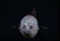 Barreley fish