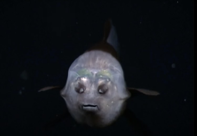 Barreley fish Barreley fish