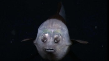 Matanya mirip-mirip dengan mata hewan yang habitatanya di area lautan dalam, dengan lensa besar dan retina berlapis, sehingga memungkinkan mereka meneteksi cahaya secara maksimum. Foto: Mbari