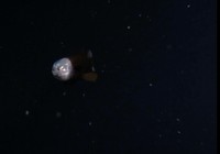Barreley fish