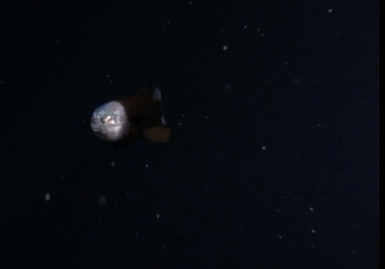 Barreley fish Barreley fish