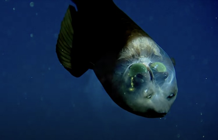 Barreley fish