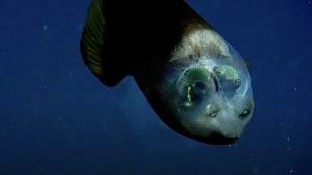 Ikan itu terkadang menampakkan diri di perairan dalam di area California. Disebut sebagai barreley fish, ia terekam perangkat bawah lautan yang dioperasikan oleh Monterey Bay Aquarium Research Institute (MBARI). Foto: Mbari