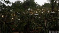 1.000 bohlam lampu dinyalakan selama 12 jam atau dalam rentang waktu dari petang hingga pagi hari pada area kebun seluas 3,5 hektare ini.