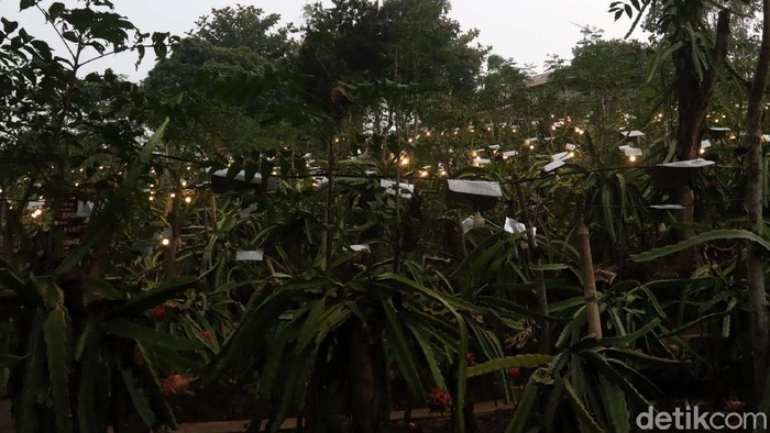 Hasil panen di Kebun Buah Naga Poernama di Garut, Jawa Barat, meningkat 3 kali lipat. Hal ini disebabkan diterapkannya perkebunan berbasis energi listrik.