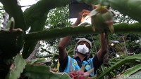 Bohlam lampu ini dipasang secara paralel tepat di atas pohon buah naga ini. Sejak dipasang lampu, hasil panen buah naga di kebun ini meningkat tiga kali lipat, yang tadinya dalam satu bulan hanya 1 ton, kini meningkat menjadi 3 ton.