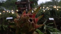 Tak hanya itu, kualitas buah naga yang dipanen juga semakin baik, hal itu bisa dibedakan dari rasa buah naga yang dipanen. Dengan disinari lampu, rasa buah naga ini manis dan segar.