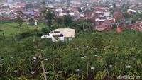 Buah naga yang dihasilkan di kebun ini merupakan buah naga organik, tanpa pestisida. Pupuk yang digunakan adalah pupuk kandang dari kotoran kambing. Tak hanya itu, kebun buah naga ini ditumpangsarikan dengan pohon keras dan daun hari pohon tersebut digunakan juga sebagai pakan kambing.