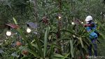 Berkat Electrifying Agriculture, Hasil Panen Buah Naga Garut Meningkat