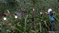 Kebun Buah Naga Poernama ini merupakan salah satu binaan PT PLN Unit Induk Distribusi (UID) Jabar. Agar produktivitas hasil pertanian buah naga ini tetap terjaga, petugas PLN melakukan pengecekan kelestarian secara berkala, selain itu pergantian  bohlam dilakukan setiap ada yang mengalami kerusakan.