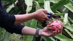 Berkat Electrifying Agriculture, Hasil Panen Buah Naga Garut Meningkat