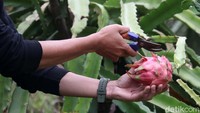 Buah naga yang di hasilkan di kebun ini didistribusikan ke ritel-ritel yang ada di Jakarta, Tangerang, Bandung, termasuk di Kabupaten Garut. Di masa pandemi COVID-19 seperti saat ini, permintaan buah naga pun meningkat.