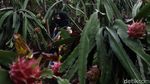 Berkat Electrifying Agriculture, Hasil Panen Buah Naga Garut Meningkat