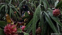 Karena Kebun Buah Naga Poernama ini berbasis agro wisata, pengunjung yang datang bisa memetik buah naga segar secara langsung. Tak hanya itu, kebun buah naga di Garut ini memilki sebuah resto yang dimana olahan utamanya yakni buah naga. Ada buah naga yanh dibuat menjadi nasi goreng, hingga keripik.