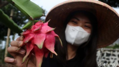 Berkat Electrifying Agriculture, Hasil Panen Buah Naga Garut Meningkat