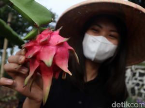 Berkat Electrifying Agriculture, Hasil Panen Buah Naga Garut Meningkat