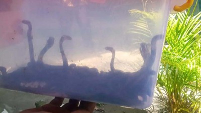 Hii! 42 Ekor Ular Kobra Ditemukan di SMP Klaten
