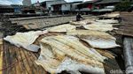 Musim Hujan, Produksi Ikan Asin di Muara Angke Menurun