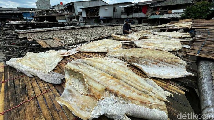 Musim Hujan, Produksi Ikan Asin di Muara Angke Menurun Nelayan Muara Angke mengaku produksi ikan asin menurun. Hal ini disebabkan penjemuran ikan yang terkendala karena musim hujan.